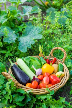 Bahçede bir sepet sebze. Seçici odaklanma. Yiyecek..