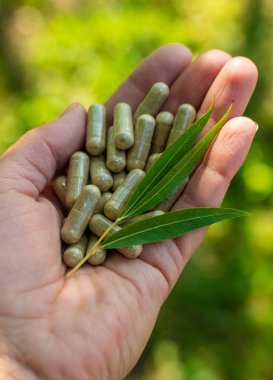 Beyaz söğüt takviyesi ve özü. Seçici odaklanma. Doğa.