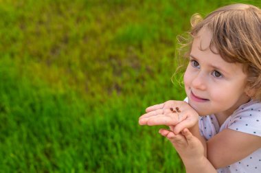 Uğur böceğiyle oynayan çocuk. Seçici odaklanma. Çocuk.