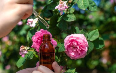 Şişede gül yağı var. Seçici odaklanma. Spa.