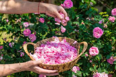 Bahçeden gül yaprakları topluyorum. Seçici odaklanma. Doğa.