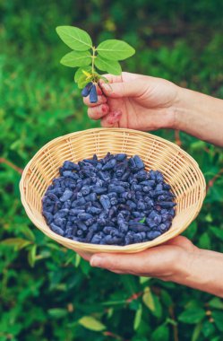 Hanımeli bahçede yetişiyor. Seçici odaklanma. Doğa.