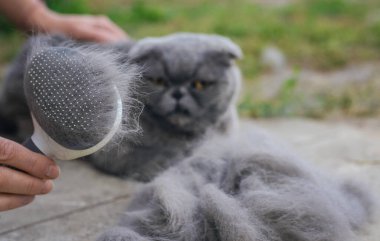 Soylu bir kediyi fırçalamak. Seçici odaklanma. hayvan.