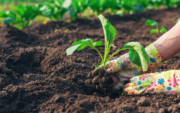 Bahçeye lahana ekiyorum. Seçici odaklanma. Doğa.