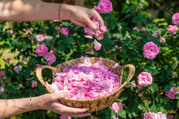 Bahçeden gül yaprakları topluyorum. Seçici odaklanma. Doğa.