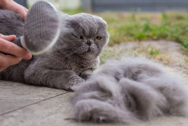 Soylu bir kediyi fırçalamak. Seçici odaklanma. hayvan.