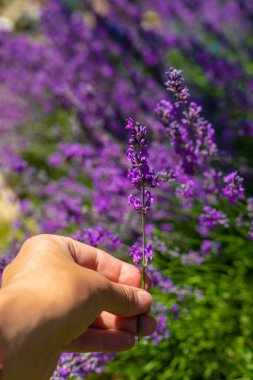 Bahçede lavanta çiçek açar. Seçici odaklanma. Doğa.