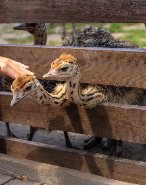 Çiftlikte devekuşu yavruları. Seçici odaklanma. Doğa.