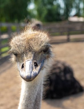 Yazın çiftlikte devekuşları. Seçici odaklanma. Doğa.