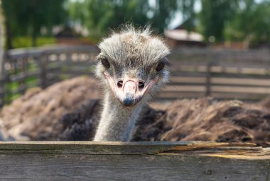 Yazın çiftlikte devekuşları. Seçici odaklanma. Doğa.