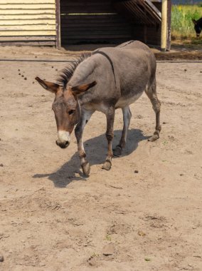 Yazın çiftlikte eşek. Seçici odaklanma. Doğa.