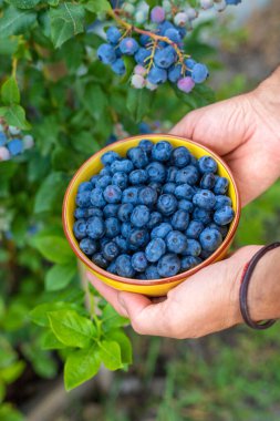 Yabanmersini hasadı bir çiftçinin elinde. Seçici odaklanma. yiyecek,