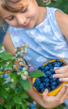 Çocuk ellerinde yabanmersini hasadı. Seçici odaklanma. Doğa.