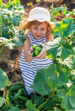 Bahçede salatalık hasadı olan bir çocuk. Seçici odaklanma. çocuk.