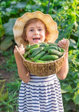 Bahçede salatalık hasadı olan bir çocuk. Seçici odaklanma. çocuk.