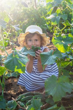 Bahçede salatalık hasadı olan bir çocuk. Seçici odaklanma. çocuk.