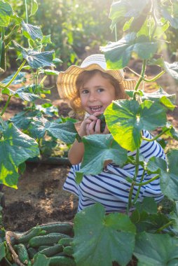 Bahçede salatalık hasadı olan bir çocuk. Seçici odaklanma. çocuk.