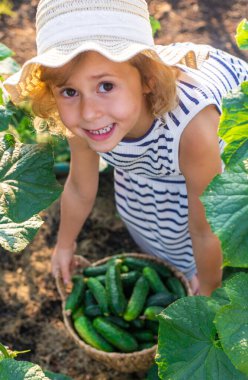 Bahçede salatalık hasadı olan bir çocuk. Seçici odaklanma. çocuk.