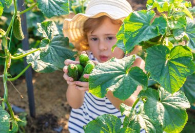 Bahçede salatalık hasadı olan bir çocuk. Seçici odaklanma. çocuk.