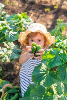 Bahçede salatalık hasadı olan bir çocuk. Seçici odaklanma. çocuk.