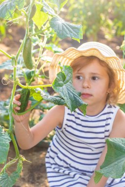 Bahçede salatalık hasadı olan bir çocuk. Seçici odaklanma. çocuk.