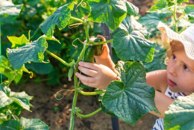 Bahçede salatalık hasadı olan bir çocuk. Seçici odaklanma. çocuk.