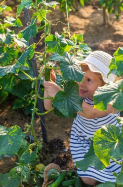 Bahçede salatalık hasadı olan bir çocuk. Seçici odaklanma. çocuk.