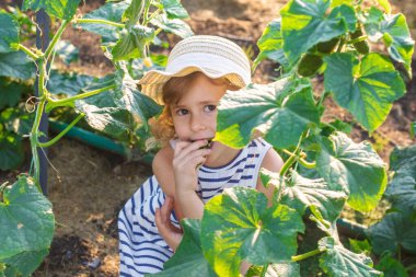 Bahçede salatalık hasadı olan bir çocuk. Seçici odaklanma. çocuk.