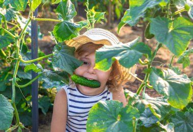 Bahçede salatalık hasadı olan bir çocuk. Seçici odaklanma. çocuk.