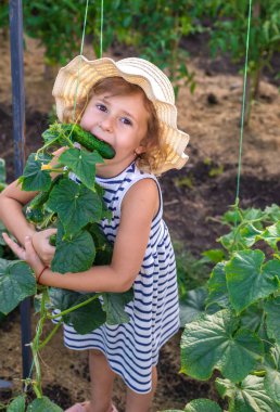 Bahçede salatalık hasadı olan bir çocuk. Seçici odaklanma. çocuk.