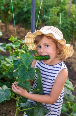 Bahçede salatalık hasadı olan bir çocuk. Seçici odaklanma. çocuk.