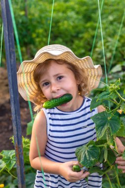 Bahçede salatalık hasadı olan bir çocuk. Seçici odaklanma. çocuk.