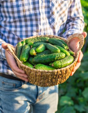 Bir çiftçi elinde salatalık hasadı tutuyor. Seçici odaklanma. yiyecek.