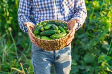 Bir çiftçi elinde salatalık hasadı tutuyor. Seçici odaklanma. yiyecek.