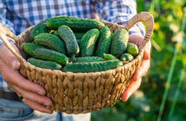 Bir çiftçi elinde salatalık hasadı tutuyor. Seçici odaklanma. yiyecek.