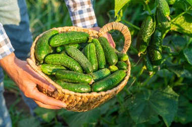 Bir çiftçi elinde salatalık hasadı tutuyor. Seçici odaklanma. yiyecek.