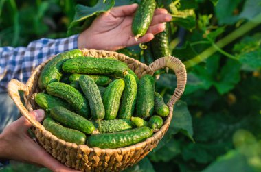 Bir çiftçi elinde salatalık hasadı tutuyor. Seçici odaklanma. yiyecek.