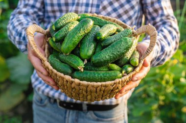 Bir çiftçi elinde salatalık hasadı tutuyor. Seçici odaklanma. yiyecek.