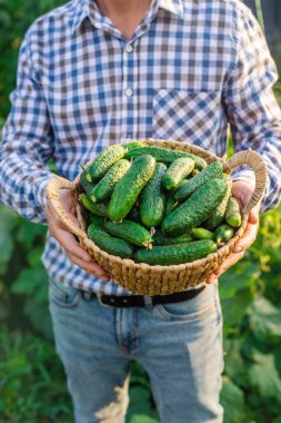 Bir çiftçi elinde salatalık hasadı tutuyor. Seçici odaklanma. yiyecek.