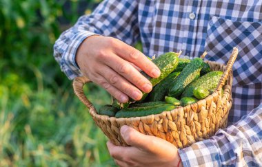 Bir çiftçi elinde salatalık hasadı tutuyor. Seçici odaklanma. yiyecek.