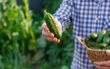 Bir çiftçi elinde salatalık hasadı tutuyor. Seçici odaklanma. yiyecek.