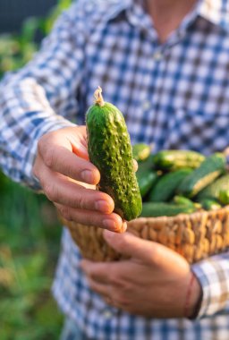 Bir çiftçi elinde salatalık hasadı tutuyor. Seçici odaklanma. yiyecek.