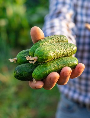 Bir çiftçi elinde salatalık hasadı tutuyor. Seçici odaklanma. yiyecek.
