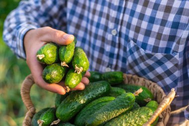 Bir çiftçi elinde salatalık hasadı tutuyor. Seçici odaklanma. yiyecek.