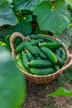 Bahçede salatalık hasadı. Seçici odaklanma. yiyecek.