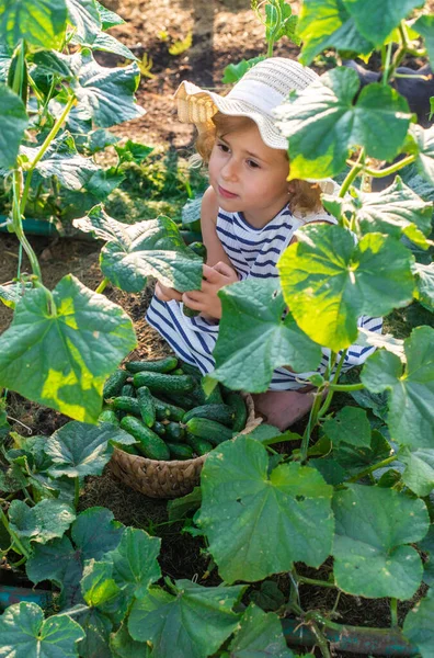 Bahçede salatalık hasadı olan bir çocuk. Seçici odaklanma. çocuk.