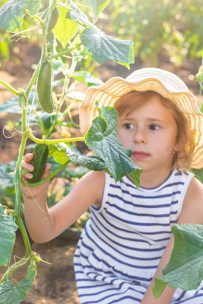 Bahçede salatalık hasadı olan bir çocuk. Seçici odaklanma. çocuk.