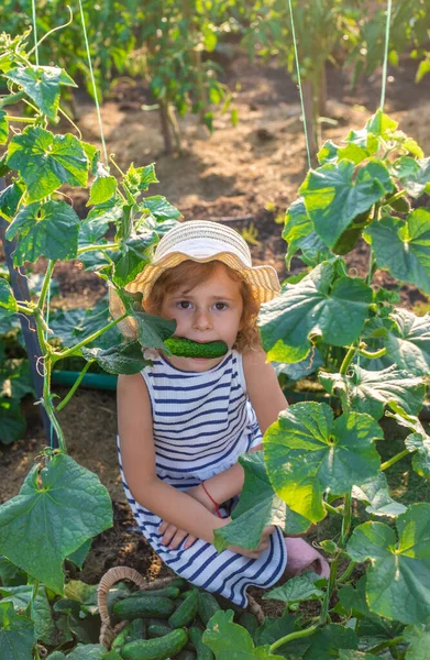 Bahçede salatalık hasadı olan bir çocuk. Seçici odaklanma. çocuk.
