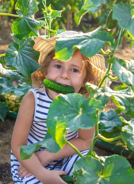 Bahçede salatalık hasadı olan bir çocuk. Seçici odaklanma. çocuk.