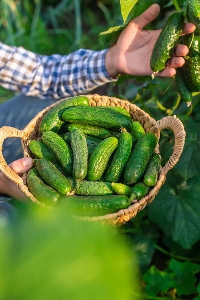 Bir çiftçi elinde salatalık hasadı tutuyor. Seçici odaklanma. yiyecek.